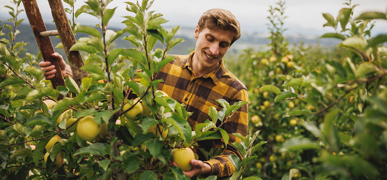 Trentino im Zeichen des Apfels: Von der Ernte bis zur Baumadoption