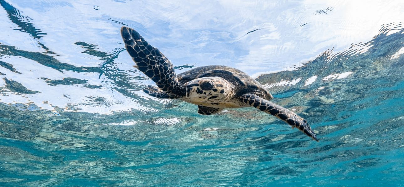 Weltschildkrötentag am 23. Mai im The Ritz-Carlton Maldives, Fari Islands