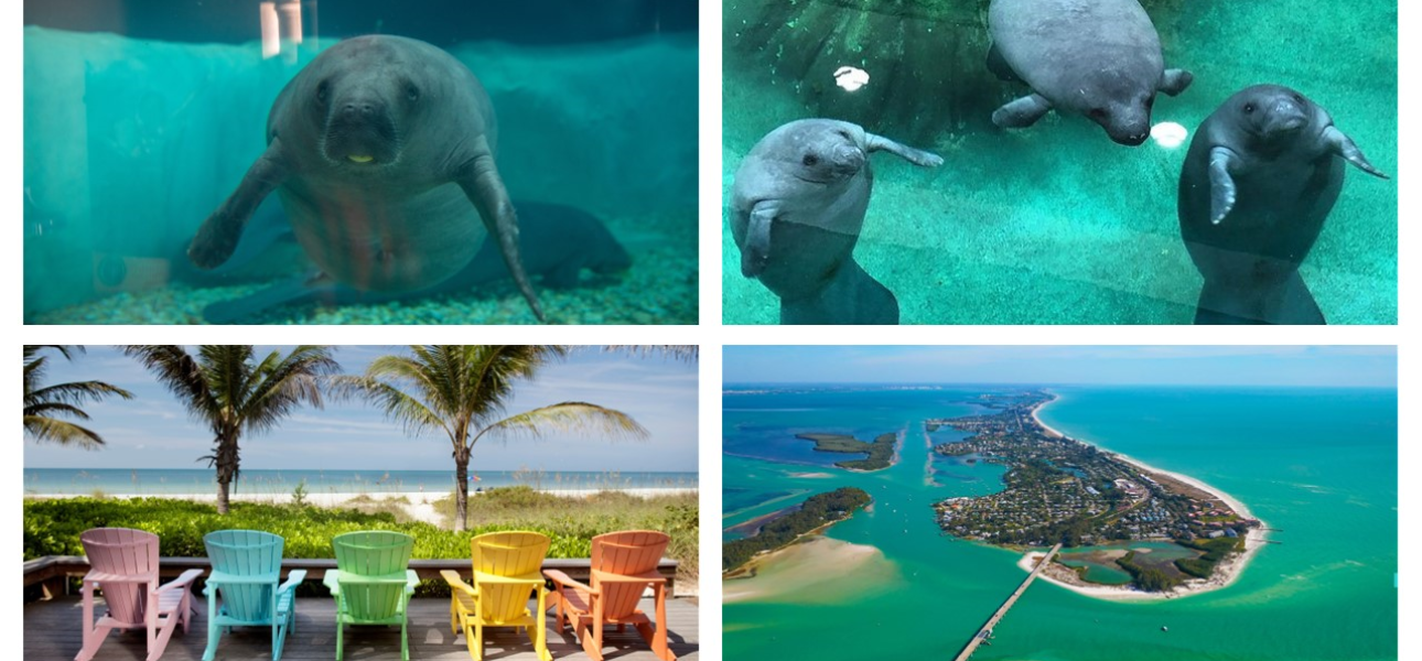 Drei neue Manatees ziehen ins Rehazentrum der Bradenton Gulf Islands ein