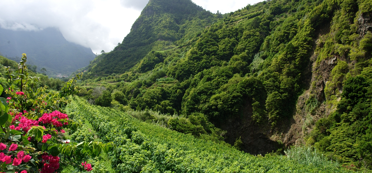 Weinreben auf Madeira ©VisitMadeira