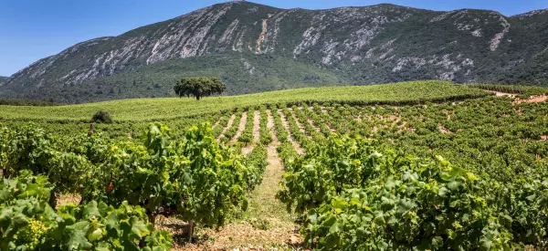 Weine und Weinanbaugebiete in Lissabon – Eine Reise durch die Vielfalt der Geschmäcker