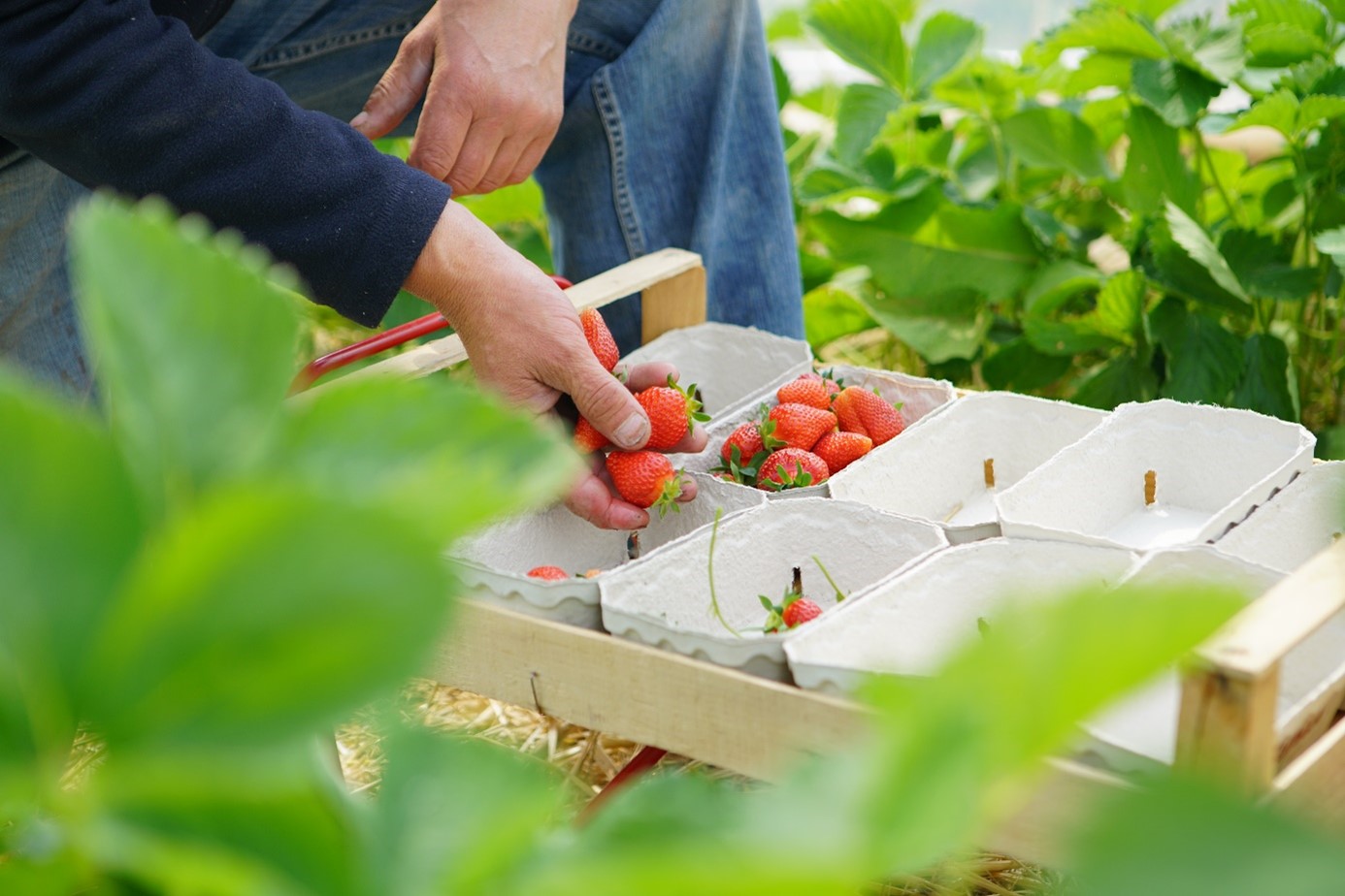 Erdbeere küsst Spargel: VILA VITA Marburg mit frischen Produkten vom eigenen Feld – Tomaten zum Selbstpflücken - Treffen der Spitzenköche